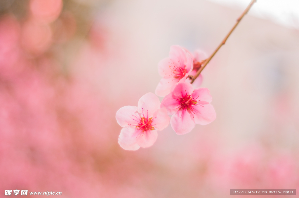 桃花