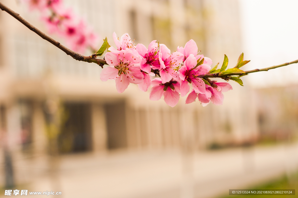桃花