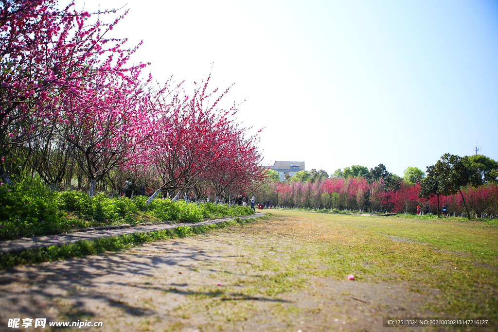 桃花