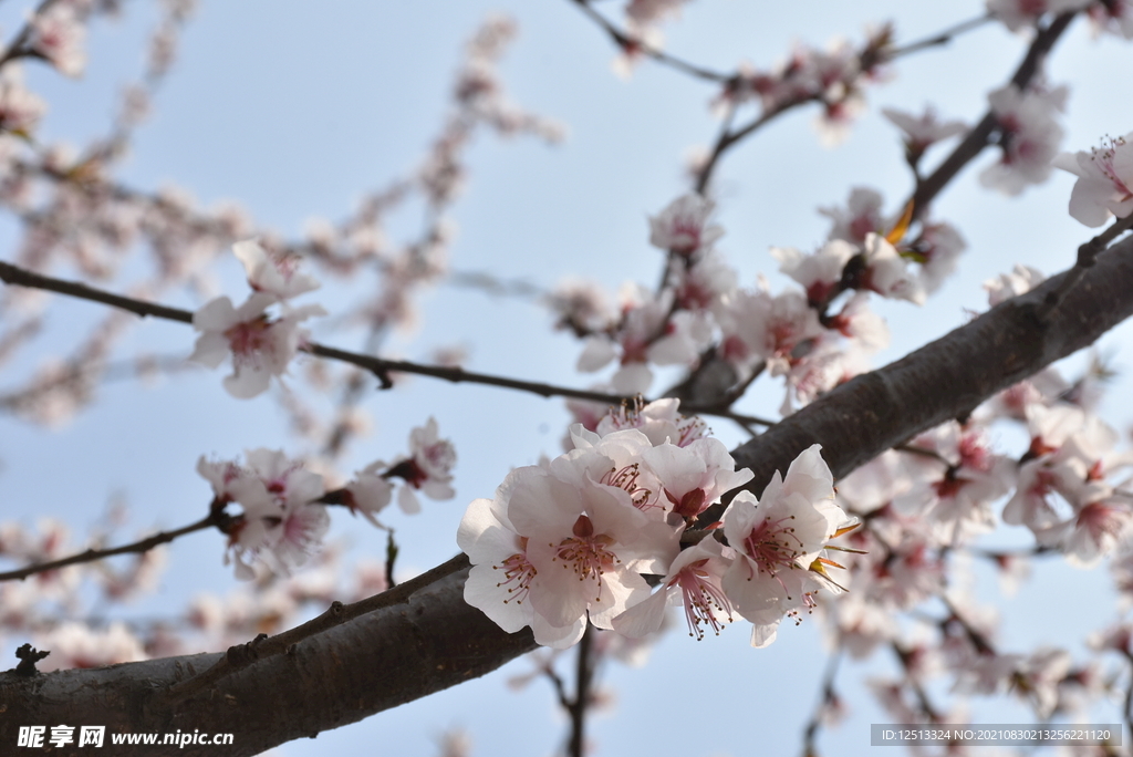 桃花