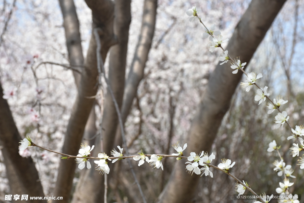 桃花