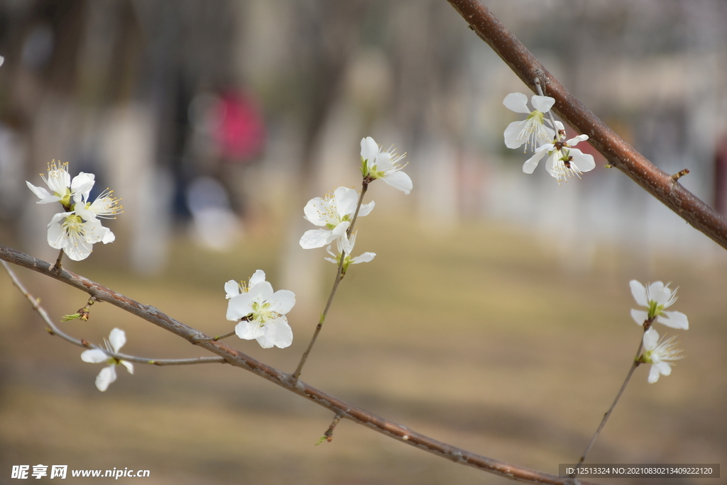 桃花