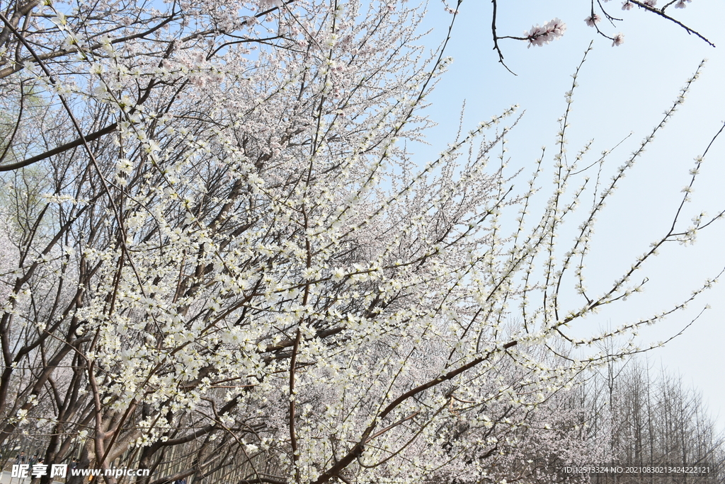 桃花