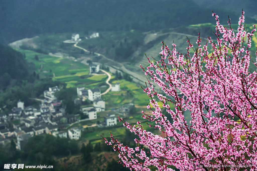 桃花