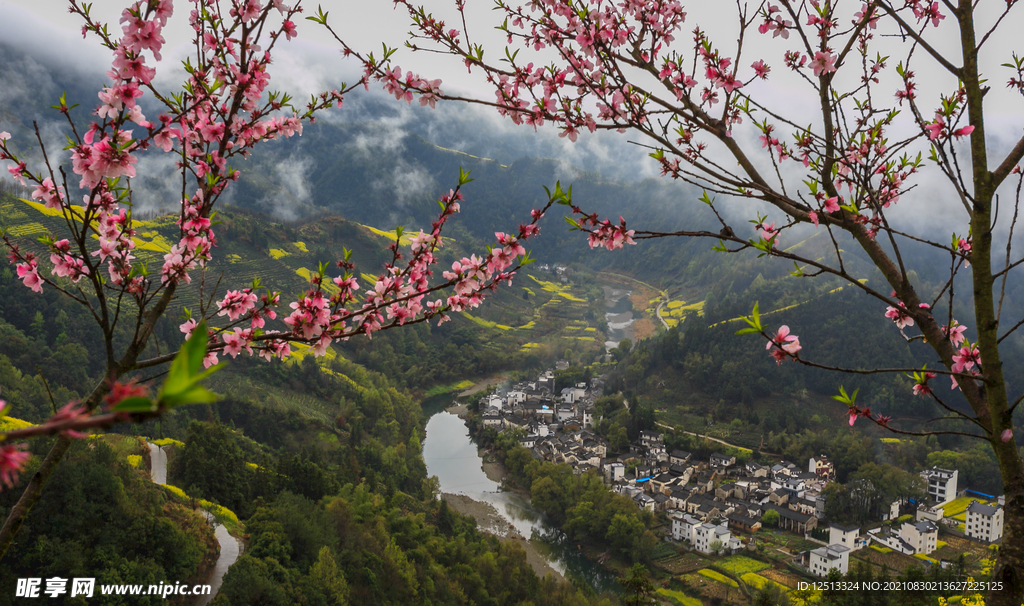 桃花