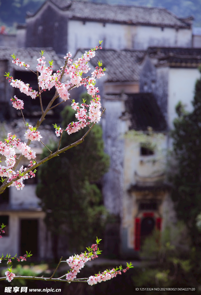 桃花