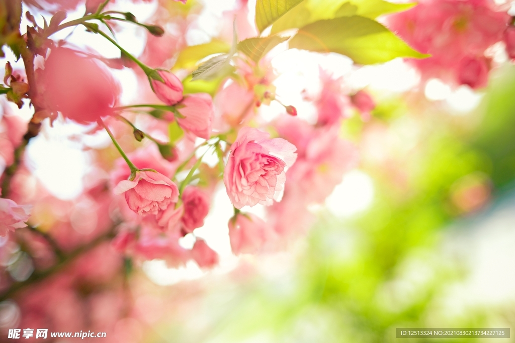 桃花