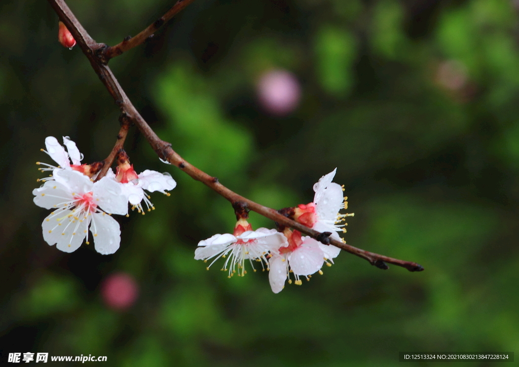 桃花