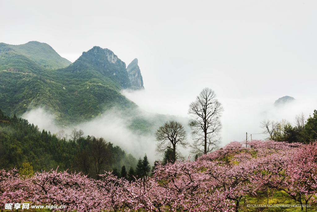 桃花