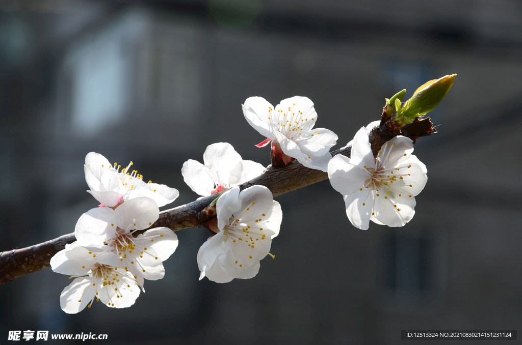 桃花