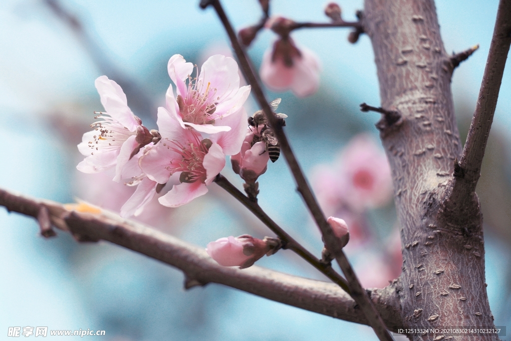 桃花