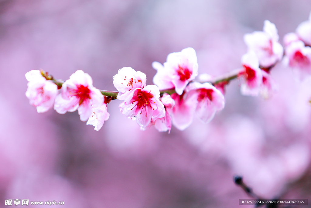 桃花