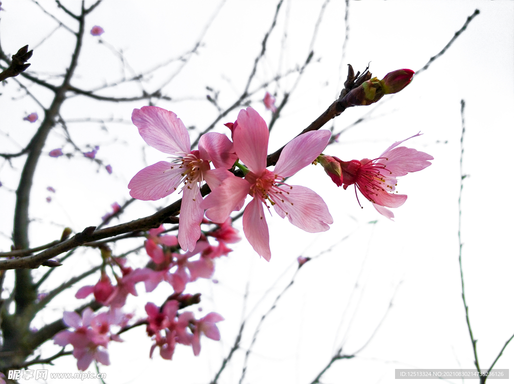 桃花