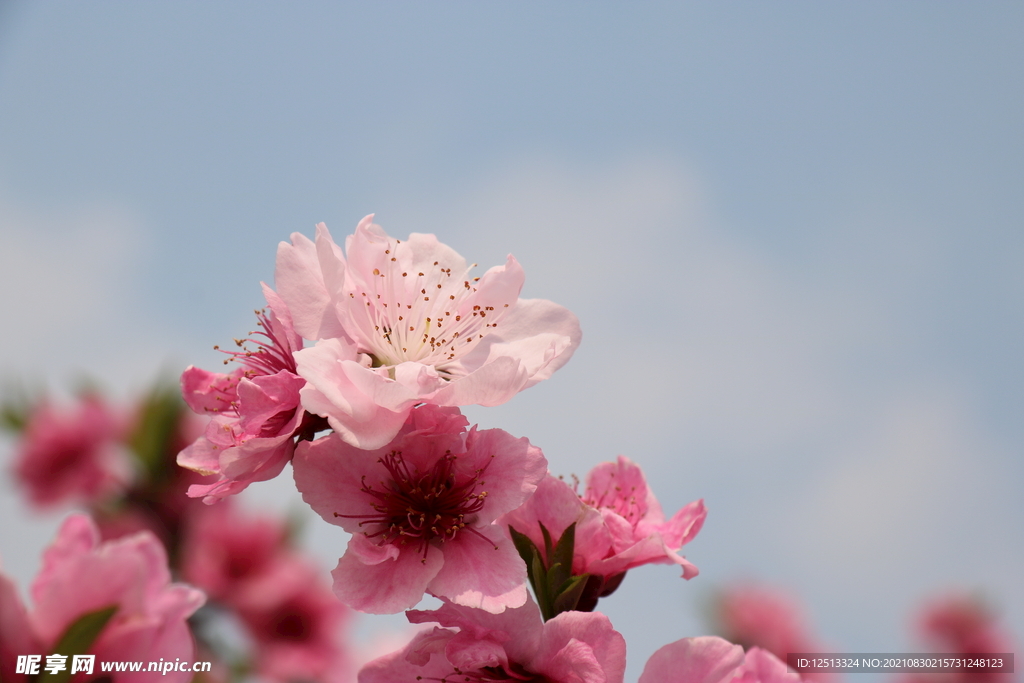 桃花