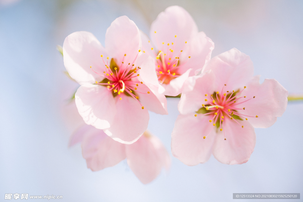 桃花