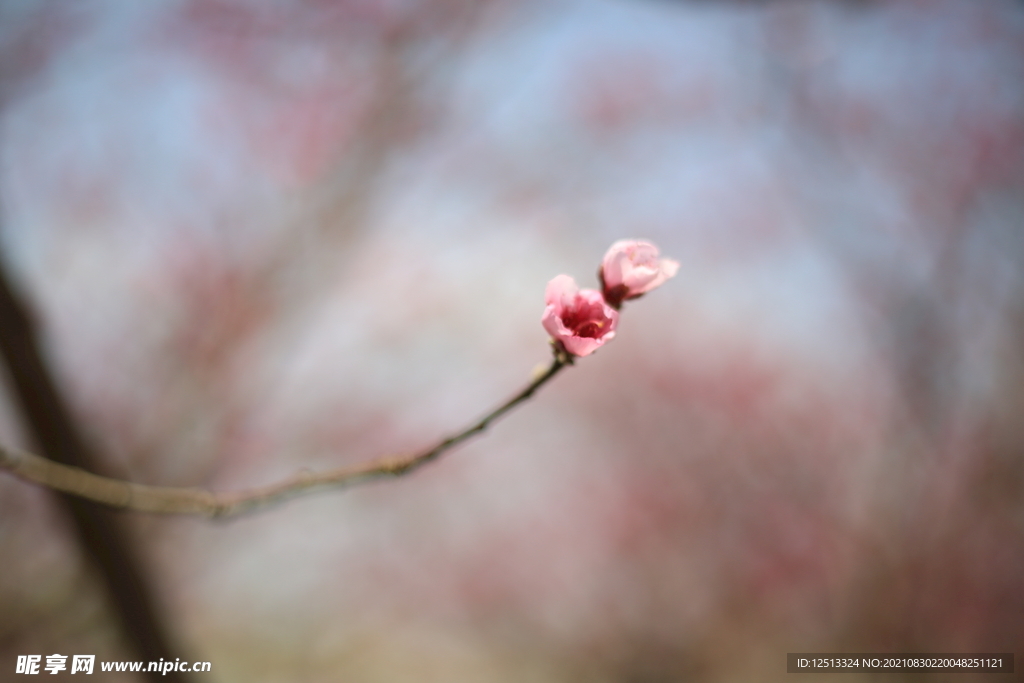桃花