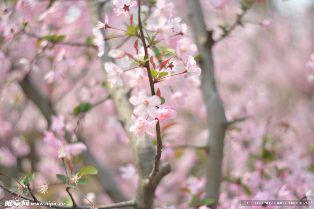 桃花