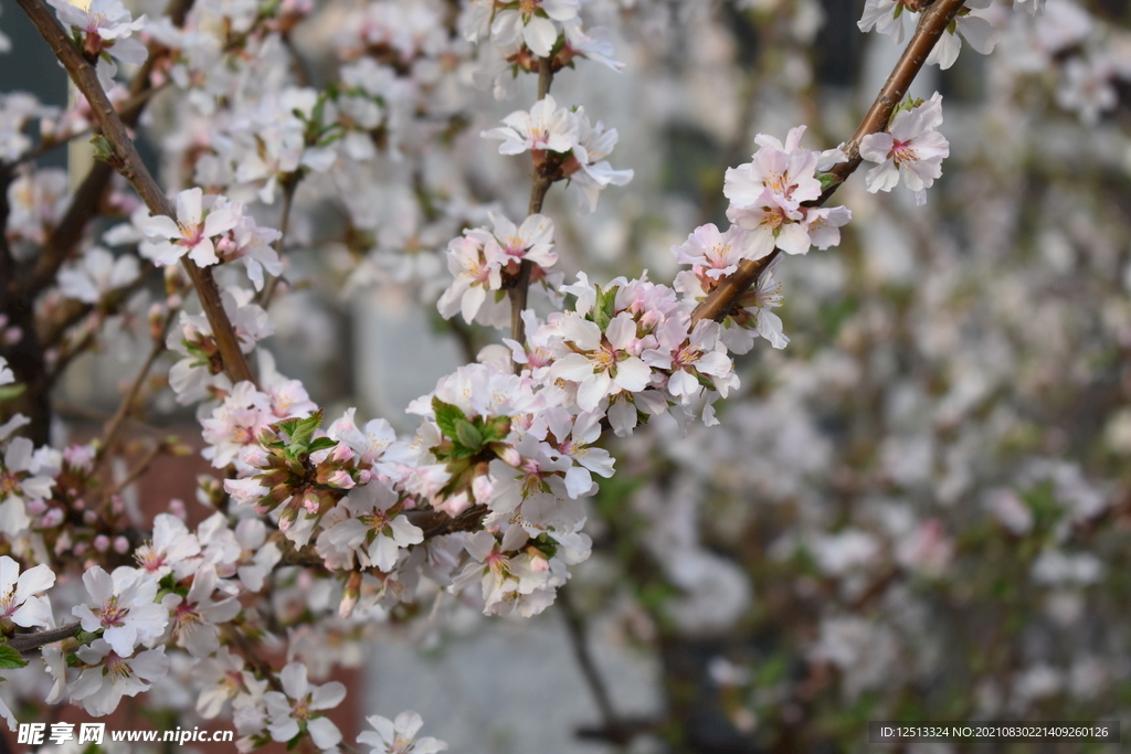 桃花