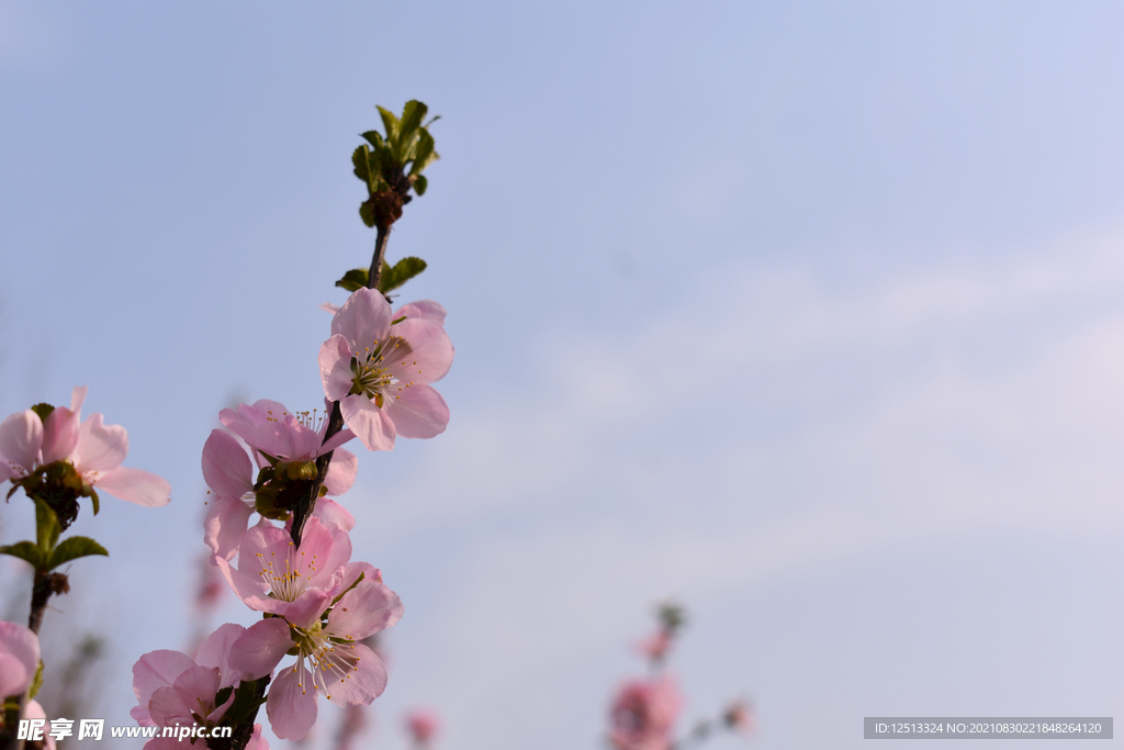 桃花