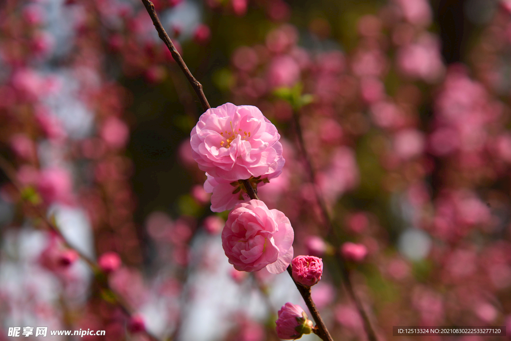 桃花