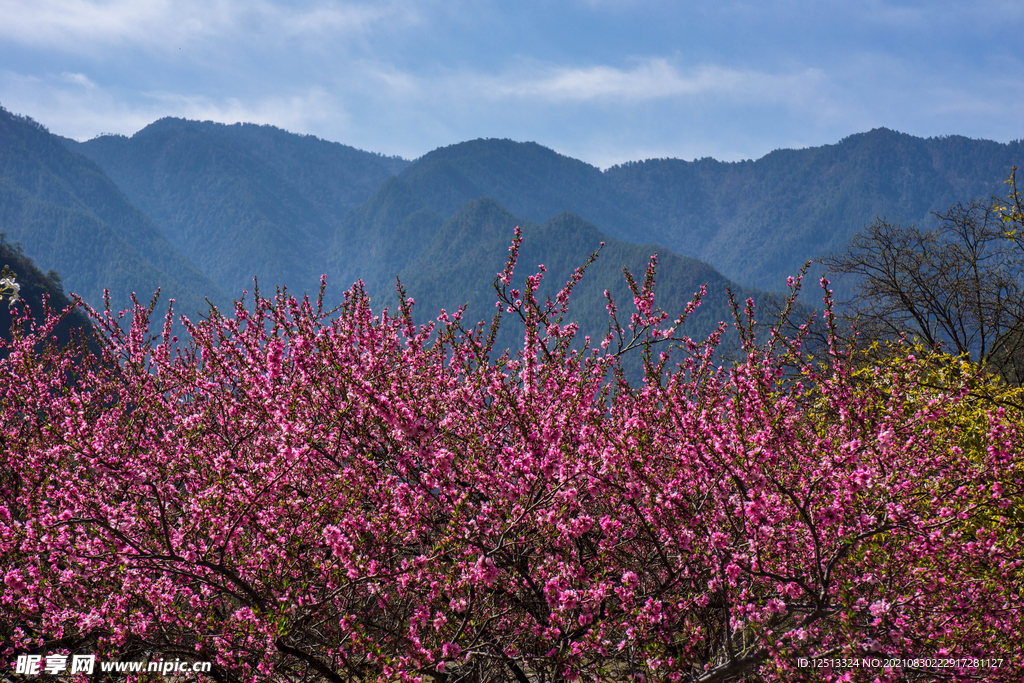 桃花