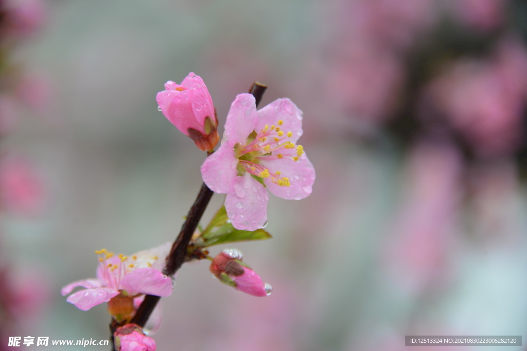 桃花