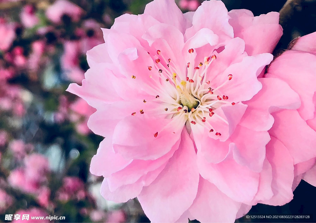 桃花