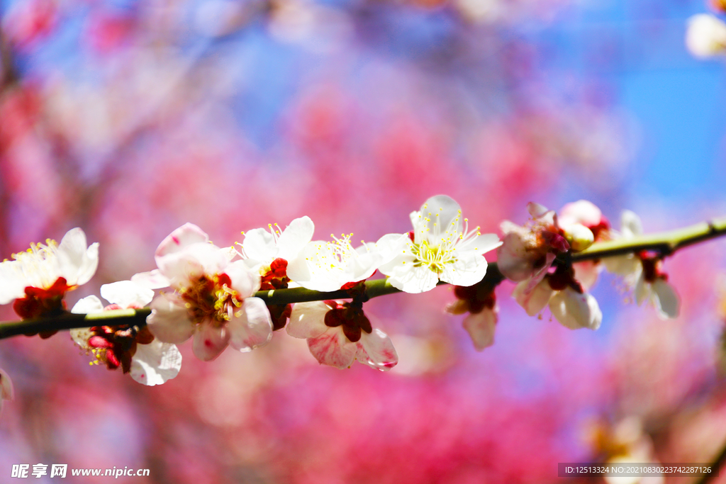 桃花