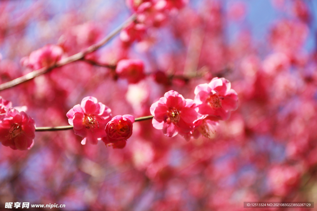 桃花