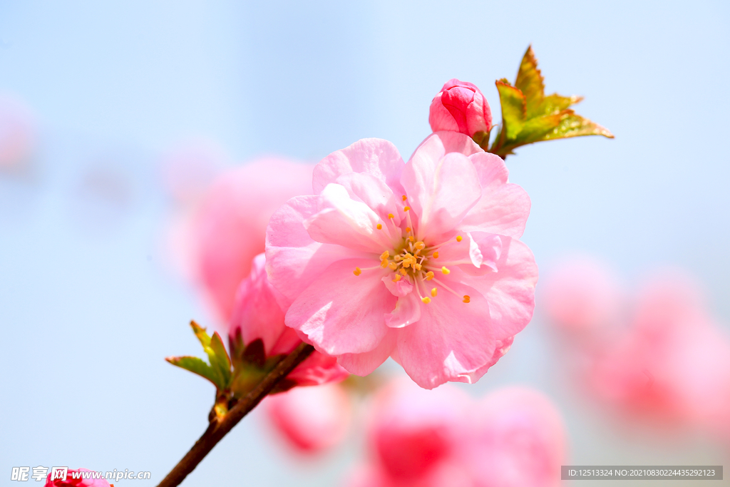 桃花
