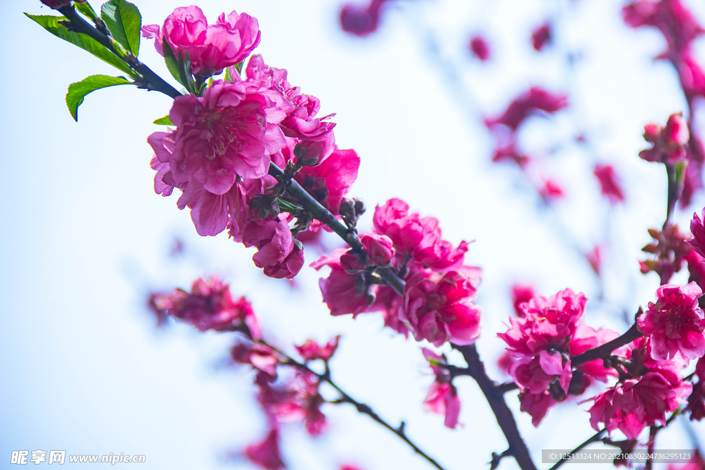 桃花
