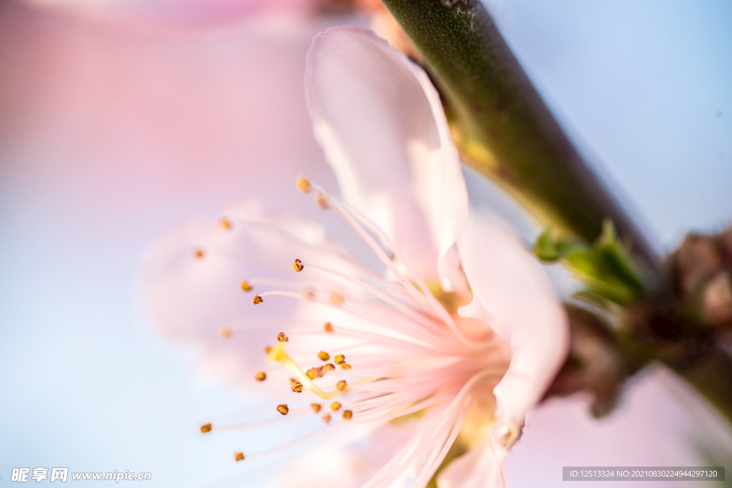 桃花