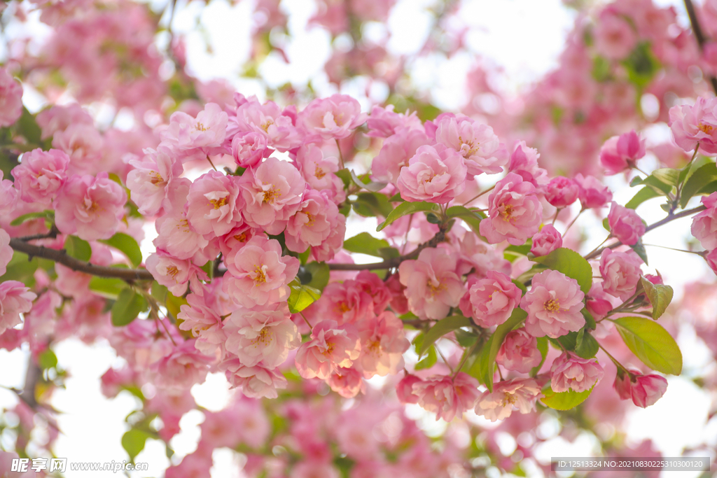 桃花