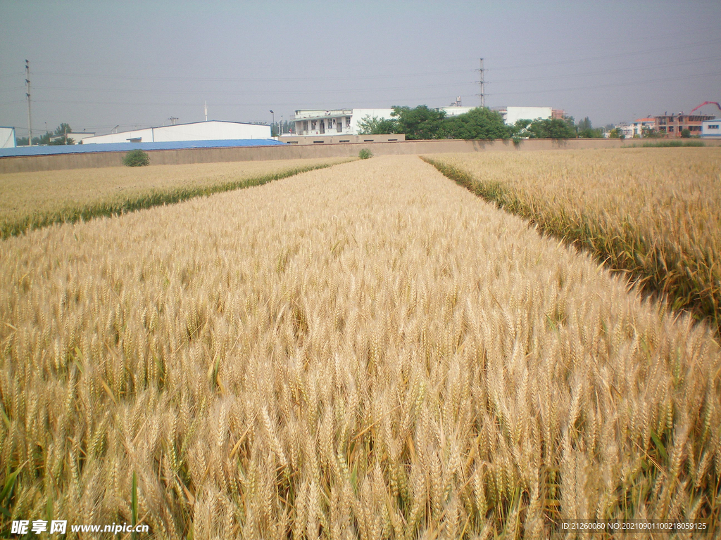 小麦田