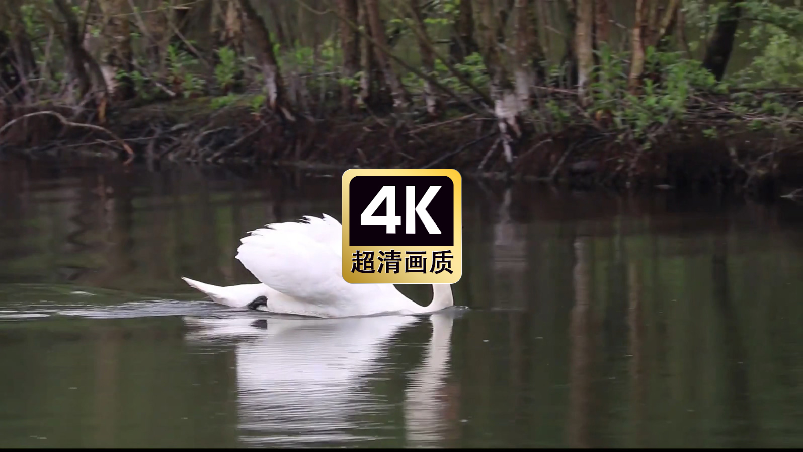 湖面游水的白天鹅