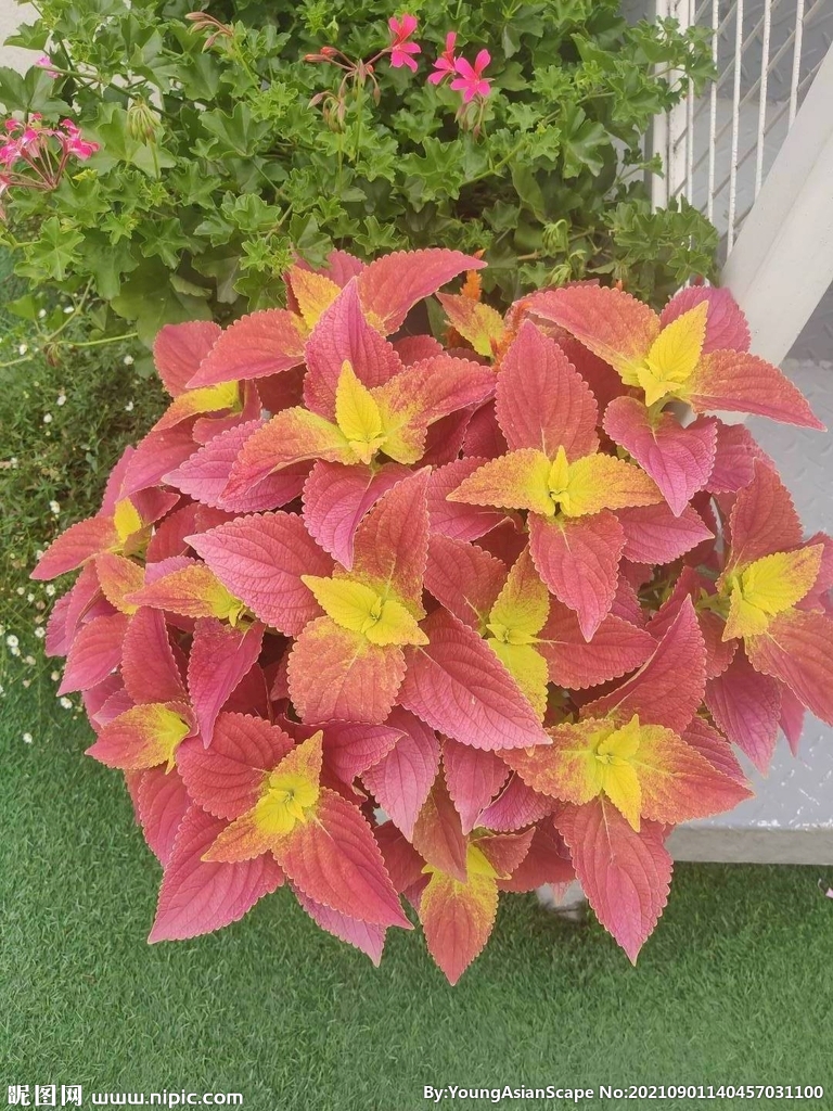 彩叶草