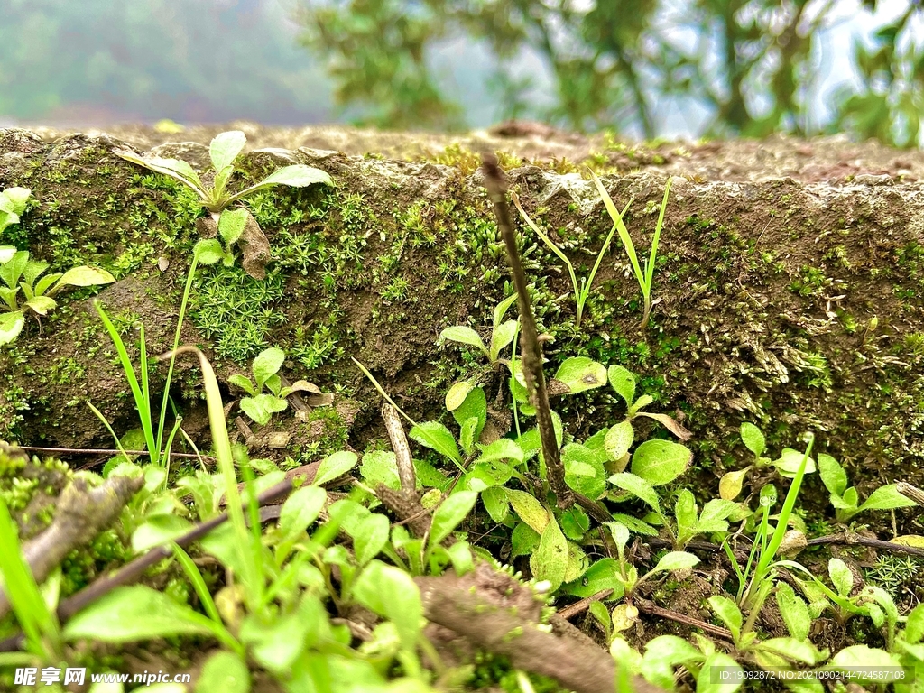 田园微景