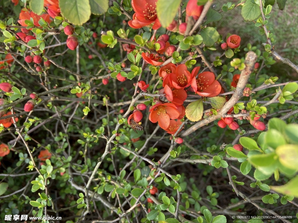 花与蜜蜂