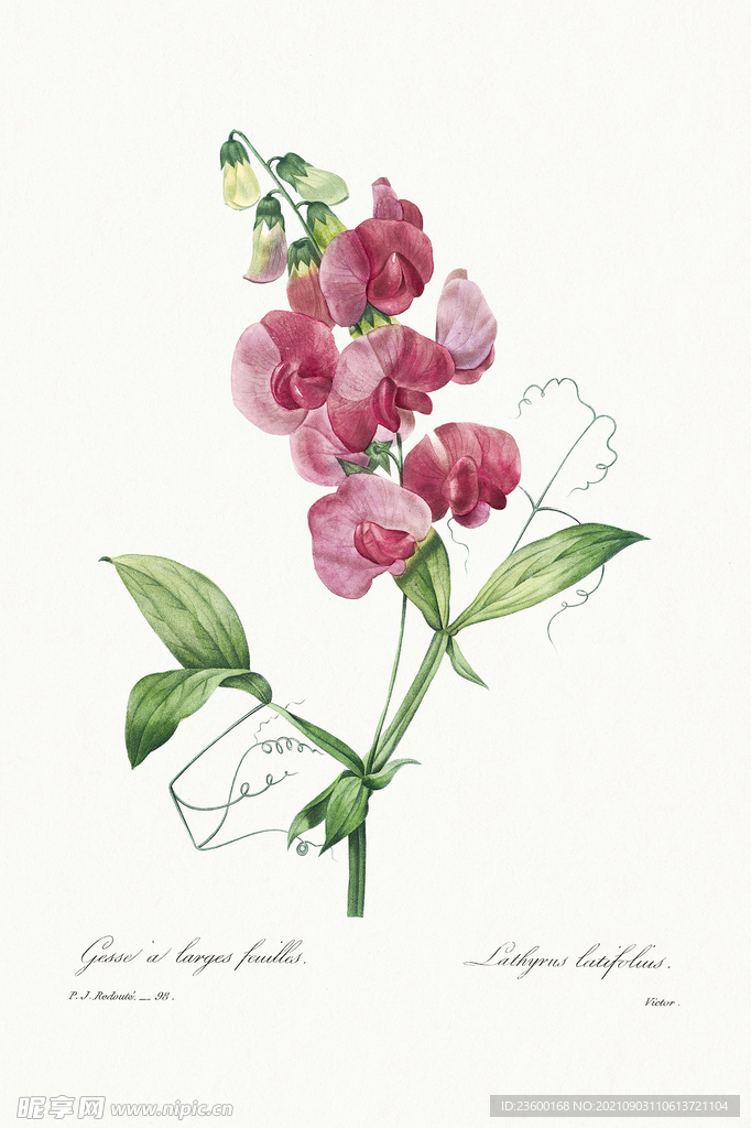 花卉