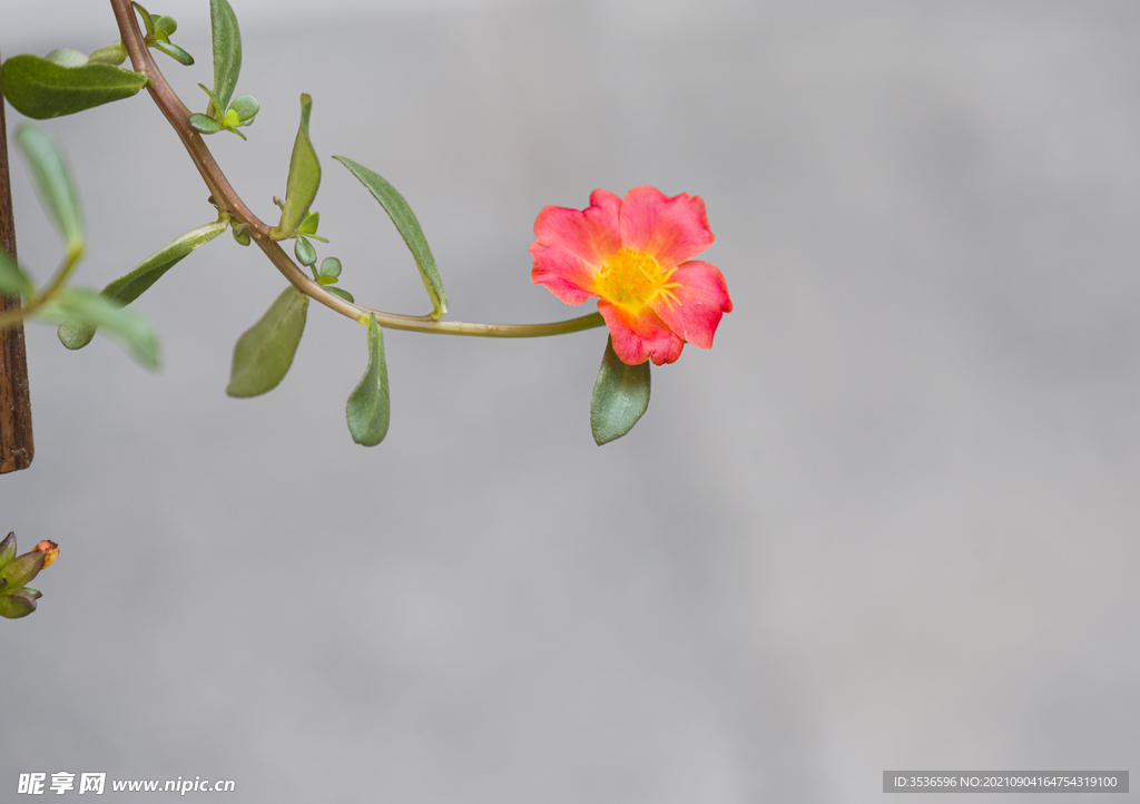 石榴花