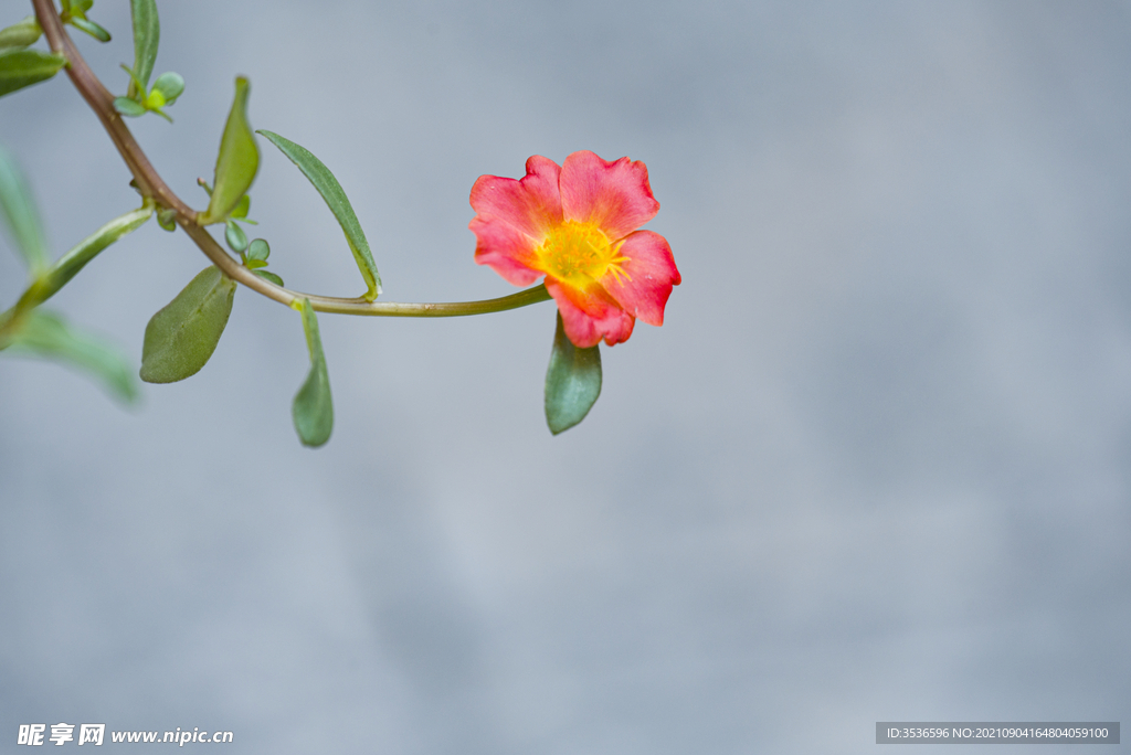 小花儿 