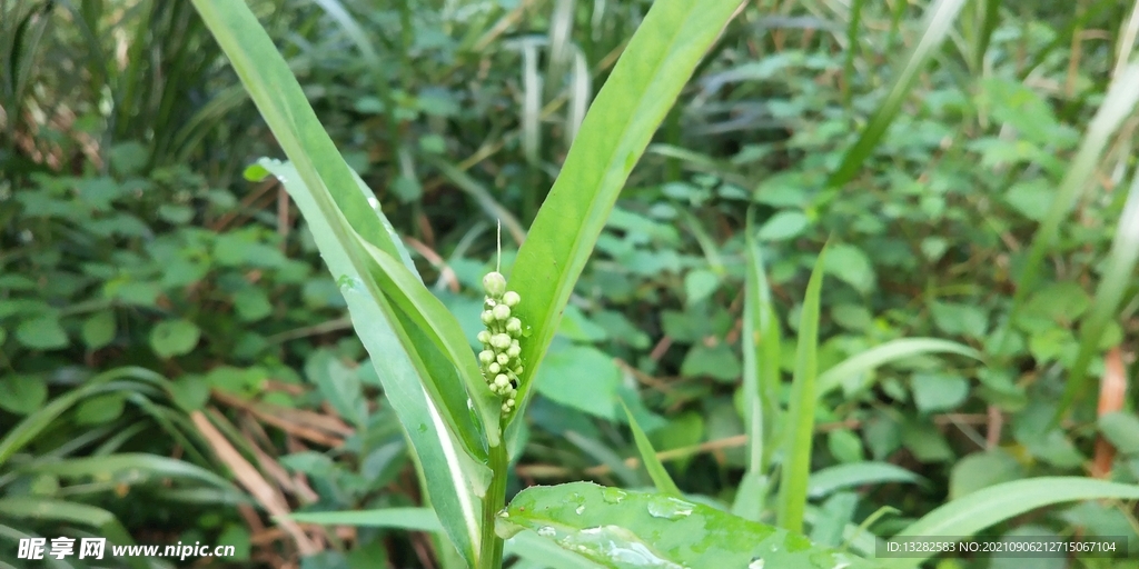 翅果菊图片