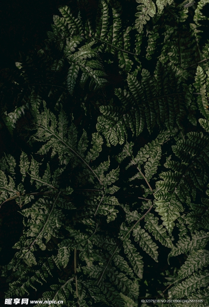 植物图片
