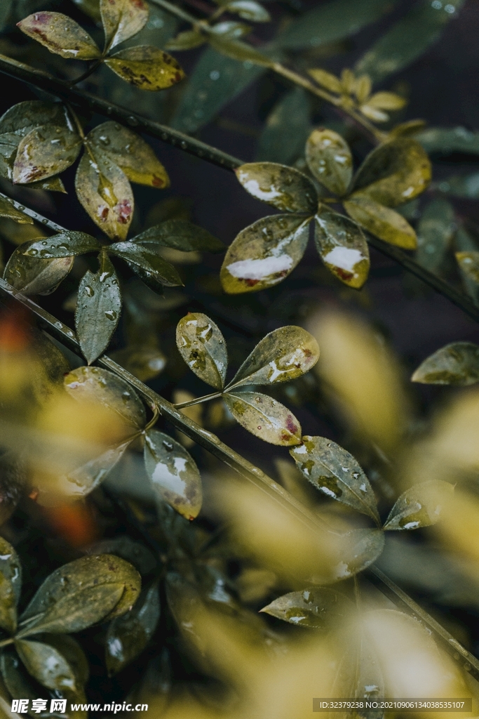 雨滴叶子照片