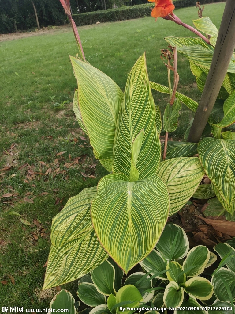 美人蕉