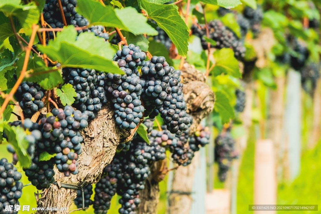 成熟葡萄 
