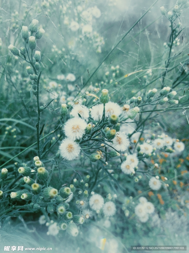 菊花绿色植物花卉背景