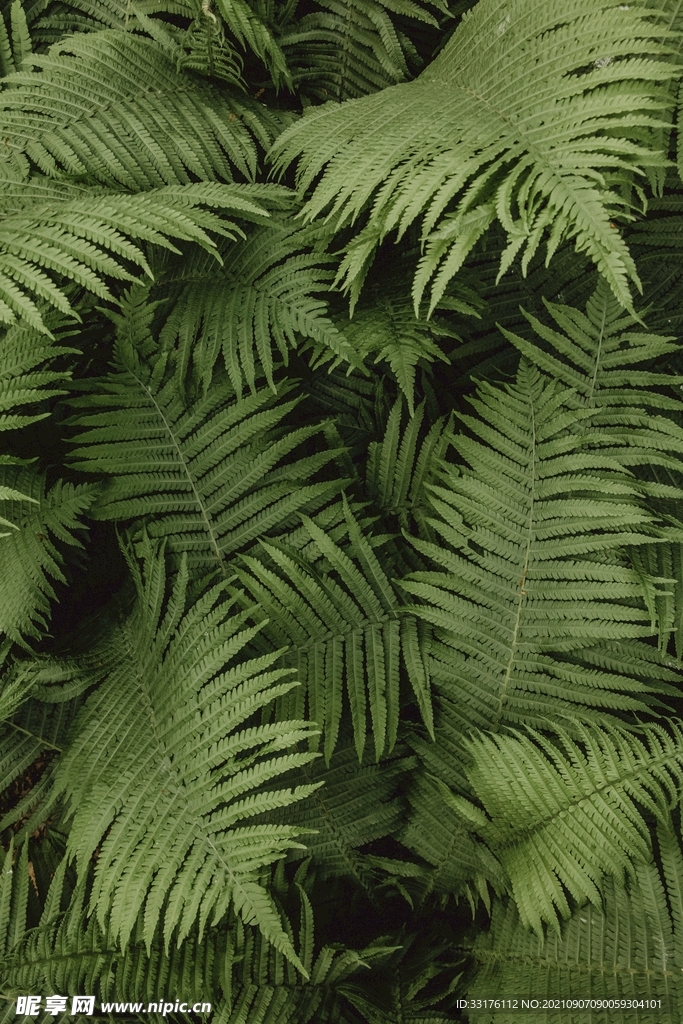 绿植背景-蕨树