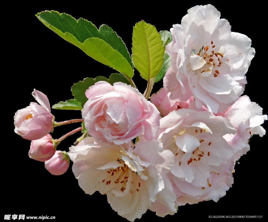 鲜花