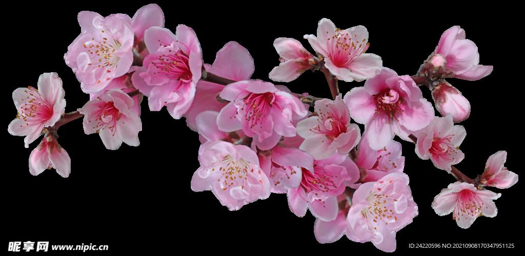鲜花